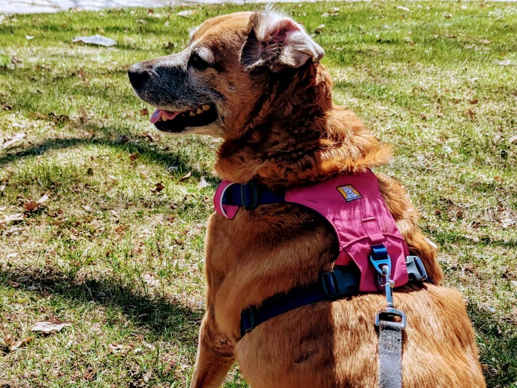 Maya taking in the park