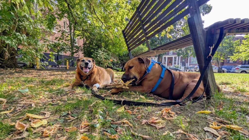 maya and oliver in olivier park Maya and Oliver watching the neighbourhood during a break outdoors