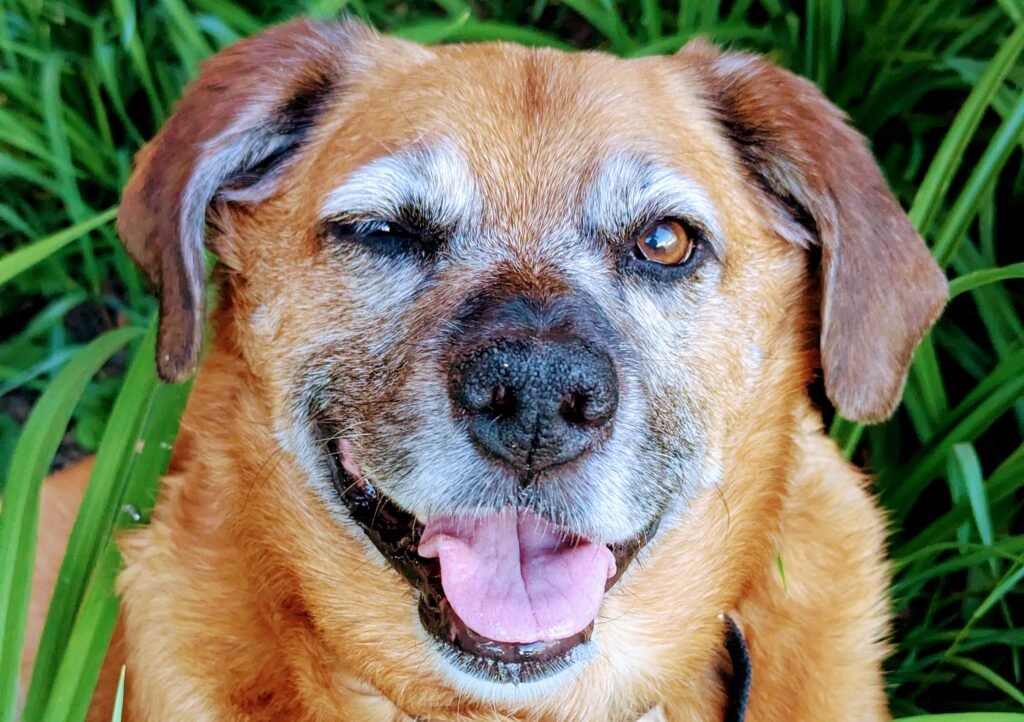 Maya, a senior dog on a weight loss journey