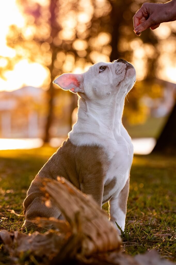 dog, animal, pet, cute, puppy, adorable, canine, nature, portrait, bulldog