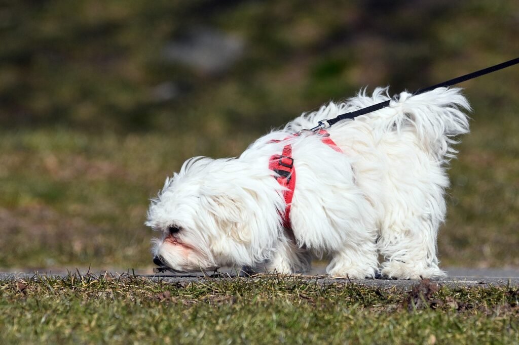 Small dog sniffing ground on walk