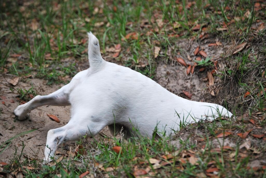 Dog rooting in a hole