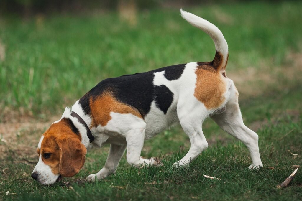 beagle, animal, pet, dog, hunting dog