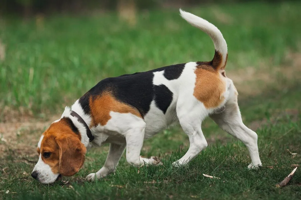 beagle-sniffing-enrichment-outing Beagle sniffing the grass during an enrichment outing