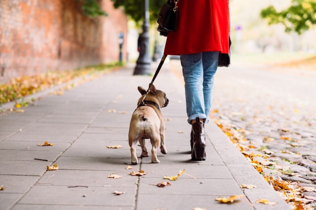 Dog and guardian walking together outdoors