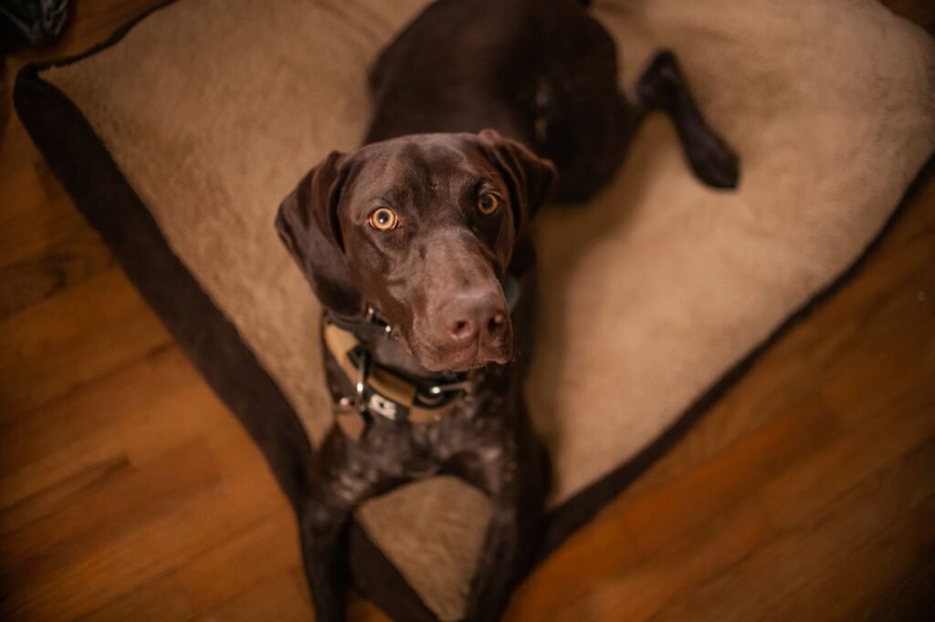 A German Shorthaired Pointer lying on a dog bed indoors, looking up attentively.
