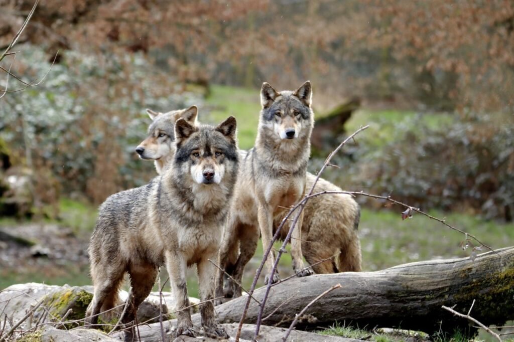 A family of gray wolves standing alert in their natural forest surroundings.