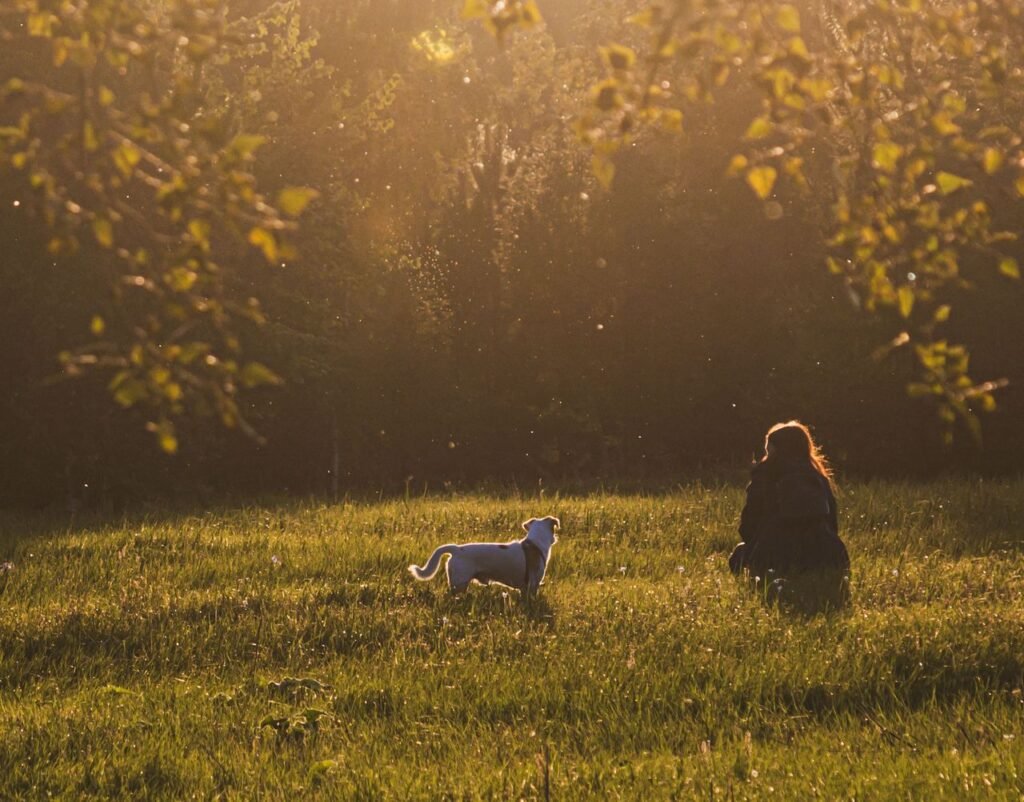 A peaceful evening scene of a person and their dog enjoying a sunset in a green field.