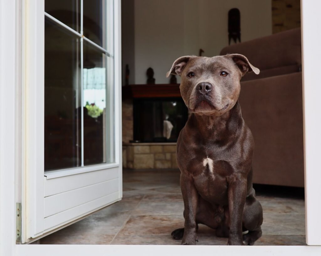 Dog calmly observing from a comfortable distance