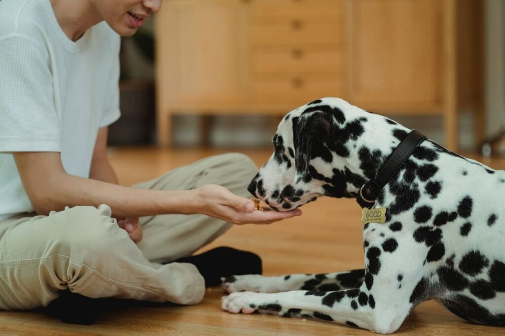 A Dalmatian dog being hand-fed training treats by a person indoors.