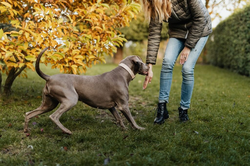 A woman interacts playfully with her Weimaraner in a park surrounded by vivid autumn foliage.
