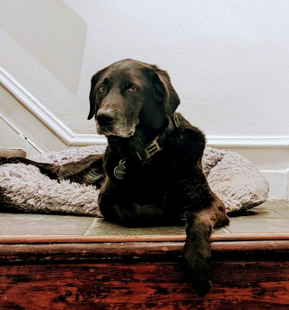 titan-portrait Titan, a black Lab and Australian Shepherd mix, resting indoors