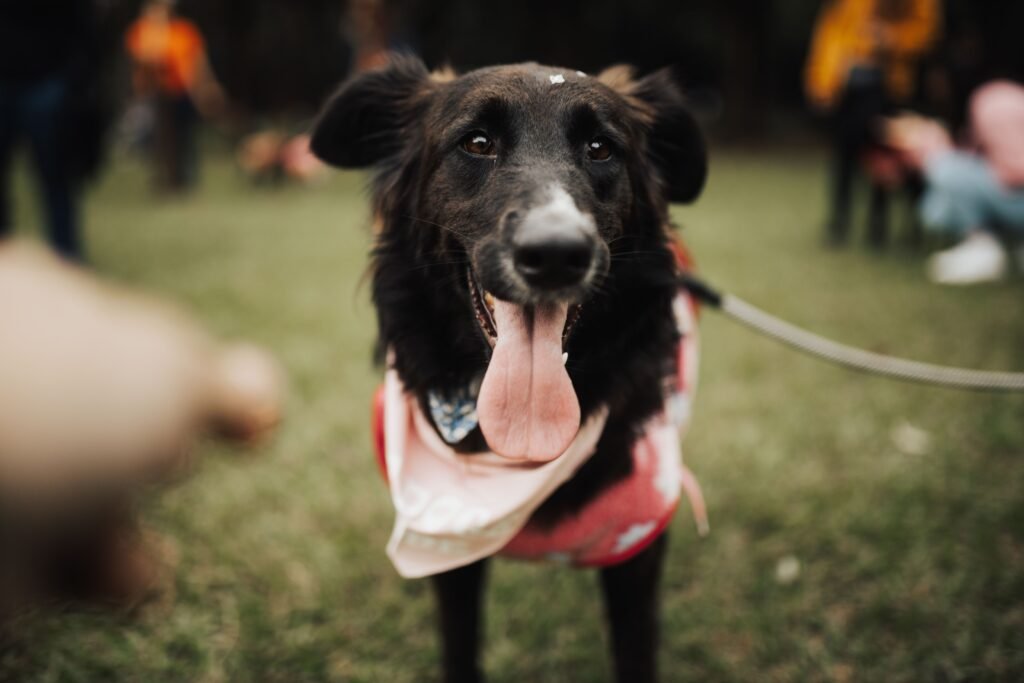 Dog reacting to luring in dog training